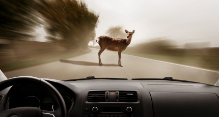 Deer in front of car